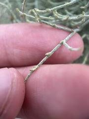 Eriogonum nidularium