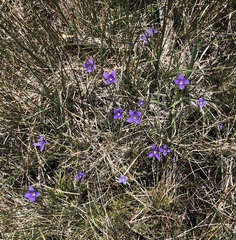 Gentianopsis holopetala