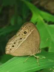 Mycalesis perseoides