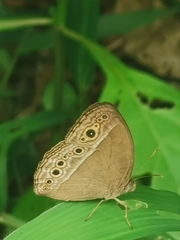 Mycalesis perseoides