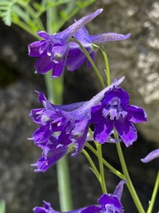 Delphinium polycladon