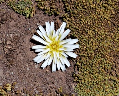 Hypochaeris sessiliflora