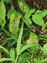 Mycalesis perseoides