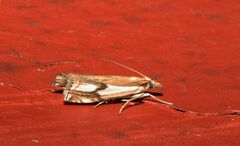 Crambus bidens