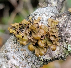 Tuckermanopsis sepincola