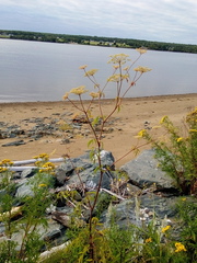 Cicuta maculata maculata