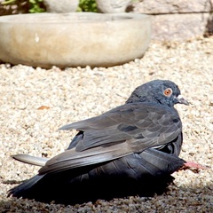 Columba livia domestica