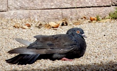 Columba livia domestica