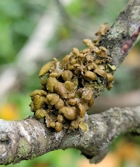 Tuckermanopsis sepincola