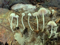 Entoloma sericellum image