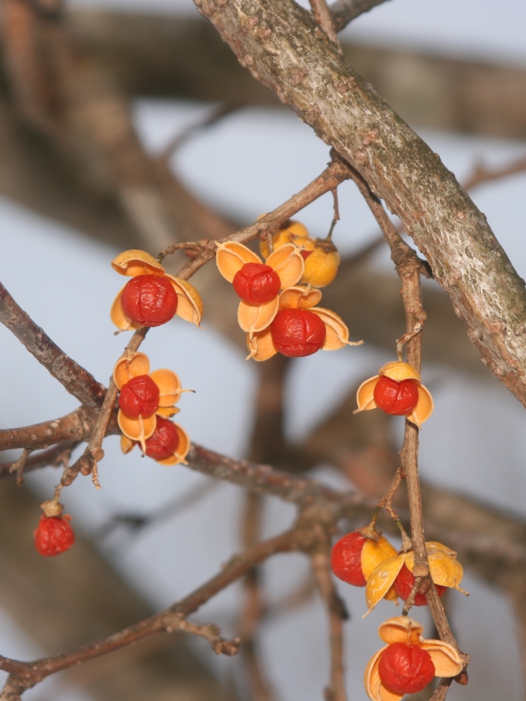 Oriental bittersweet (Invasive Plants of Maryland) · iNaturalist