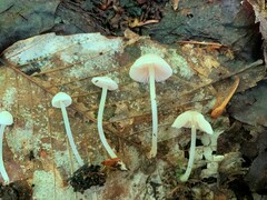 Entoloma sericellum image