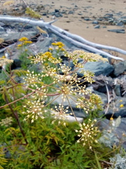 Cicuta maculata maculata