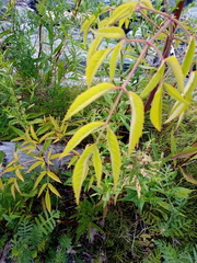 Cicuta maculata maculata