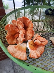Laetiporus sulphureus