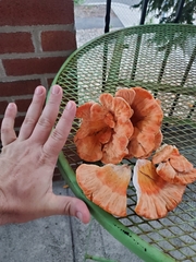 Laetiporus sulphureus