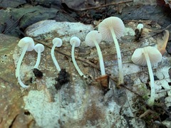 Entoloma sericellum image