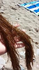 Desmarestia aculeata