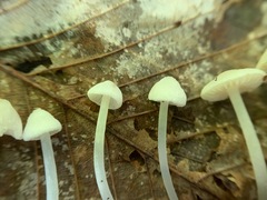 Entoloma sericellum image