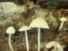 Entoloma sericellum image