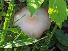 Pluteus petasatus