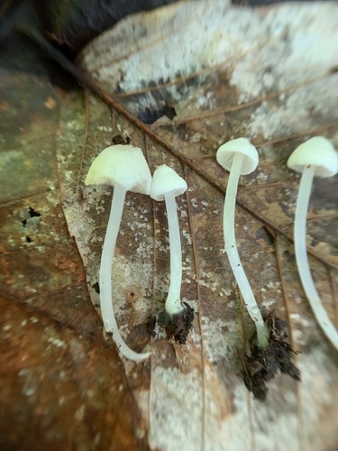 Entoloma sericellum image
