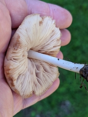 Pluteus petasatus