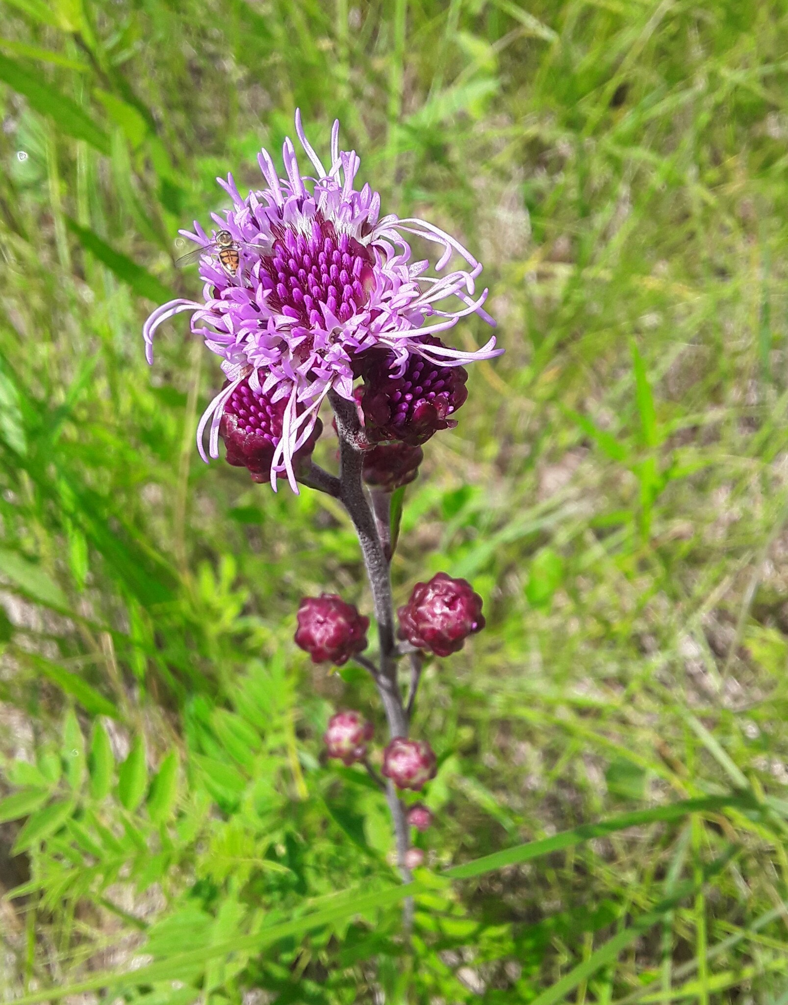Liatris ligulistylis (A.Nels.) K.Schum.