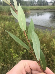 Salix pseudomonticola