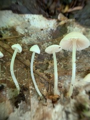 Entoloma sericellum image