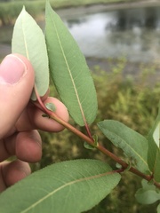 Salix pseudomonticola