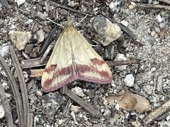 Pyrausta semirubralis