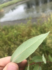 Salix pseudomonticola