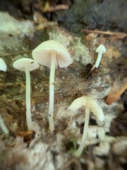 Entoloma sericellum image