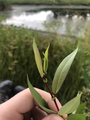 Salix pseudomonticola