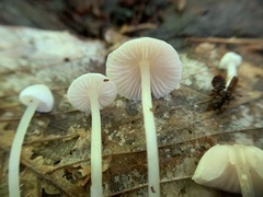 Entoloma sericellum image