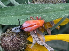 Oncopeltus fasciatus