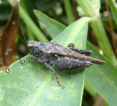 Tettigidea
