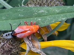 Oncopeltus fasciatus