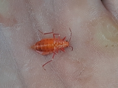 Oncopeltus fasciatus