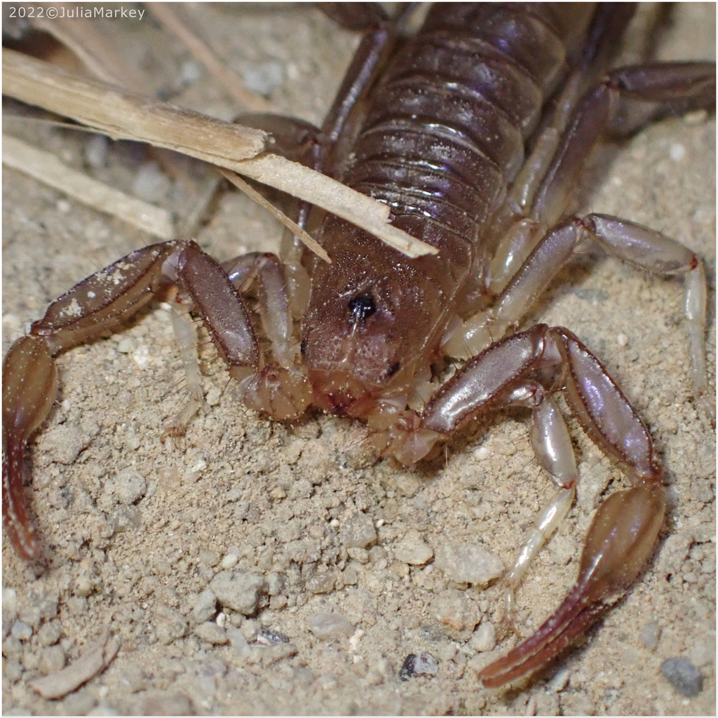 Paravaejovis puritanus