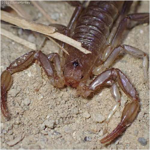 Paravaejovis puritanus
