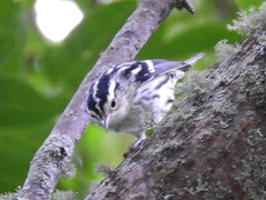 Mniotilta varia image
