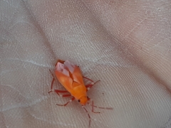 Oncopeltus fasciatus