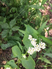 Fagopyrum esculentum