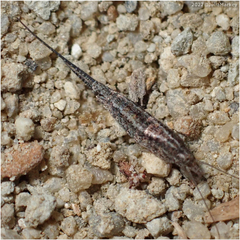 Machilinus aurantiacus