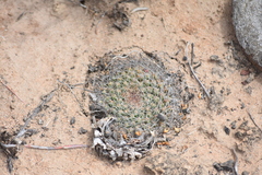 Mammillaria brandegeei