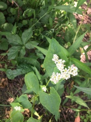 Fagopyrum esculentum