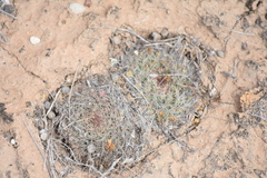 Mammillaria brandegeei
