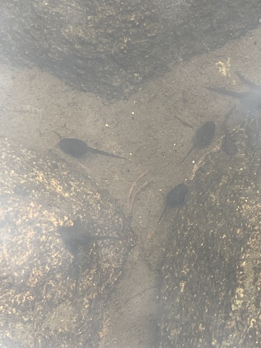 iNaturalist observation photo of Frogs and Toads